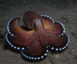 Coconut Octopus also called Veined Octopus