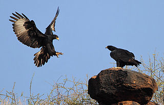 African Black Eagle, Verraux's Eagle