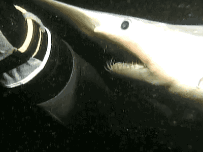 Goblin Shark using its weird jaws