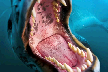 Leopard Seal teeth