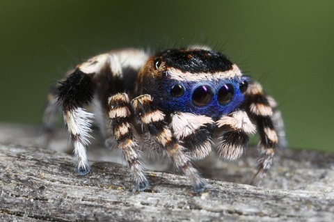Blue Peacock Spider