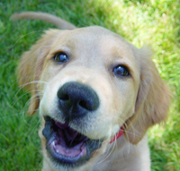 Happy puppy face