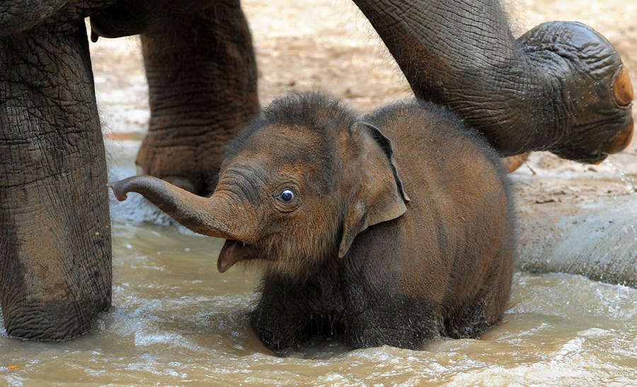 baby Indian elephant