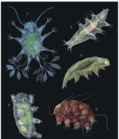 some tardigrades