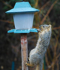 Squirrel at feeder