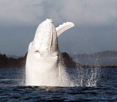 albino humpback 1.jpg