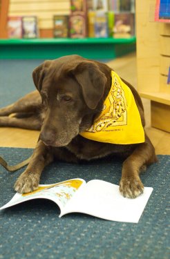 Reading Assistance Dog reads a book