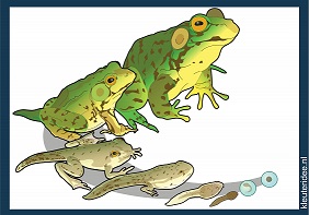 Frog-Life-Cycle-small.jpg